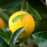 Kako Zasaditi Limun?